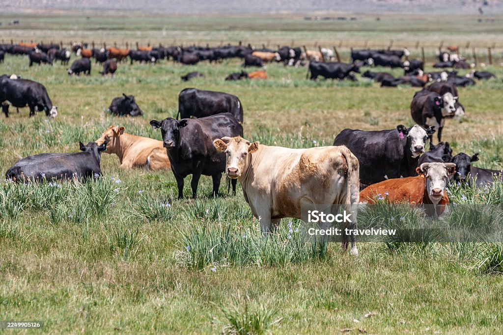 Battle Mountain, Nevada landscape